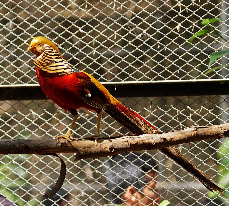 Golden Pheasant